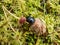 Beautiful macro shot of glossy earth boring dung-beetle - (Geotrupes stercorarius) crawling on the forest ground