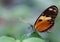 Beautiful macro shot of a heliconius ismenius butterfly