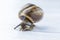The beautiful macro shot of isolated funny inquisitive snail on the white background