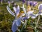 Beautiful macro shot of purple and violet spring crocuses in bloom with open petals in the evening in early spring