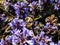 Beautiful macro shot of a shrill carder bee or knapweed carder-bee Bombus sylvarum among pyramidal bugle Ajuga pyramidalis `