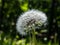 Beautiful macro shot of white seeded dandelion plant head composed of pappus dandelion seeds in the meadow with dark, blurred,