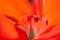 Beautiful macro stock photography of orange bloom