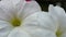 Beautiful macro of a summer white pansy with yellow pollen