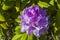 Beautiful macro view of purple bush of rhododendron isolated on a green background.