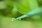 Beautiful macro view of single water drop of morning dew on green hydrophobic spring lawn grass with on blurry background