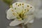 Beautiful macro view of tiny white filaments and yellow anthers of spring white blossom with corolla, Stephens Green Green Park