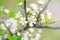 Beautiful macro of white small wild apple flowers and buds on tree branches with the green leaves. Pale light faded pastel tones.