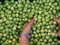 Beautiful macro of a woman with red fingernails selecting green raw olives