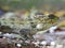 Beautiful macrophoto of Oriental garden lizard