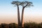 Beautiful Madagascar Baobabs