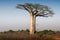 Beautiful Madagascar Baobabs