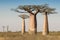 Beautiful Madagascar Baobabs