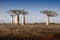 Beautiful Madagascar Baobabs