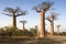 Beautiful Madagascar Baobabs