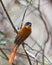 Beautiful Madagascar bird Paradise-flycatcher