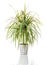 Beautiful Madagascar dragon tree in a hand-painted pot