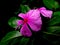 Beautiful Madagascar Periwinkle , Catharanthus roseus, commonly known as bright eyes, Cape periwinkle, graveyard plant, Madagascar