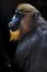 A beautiful madril baboon with bright yellow hair and blue nose on a dark background