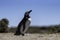 Beautiful Magellanic Penguins and Armadillos dwelling free in a natural national park in north Patagonia near the city of Puerto