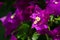 Beautiful magenta bougainvillea flowers closeup. Vivid colors and blue, green soft blurry background.