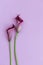 Beautiful magenta calla lilies on pastel purple background.  Place for text