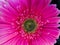 Beautiful magenta and fresh daisies with water drops