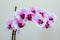 Beautiful Magenta Orchid Flowers Blooming