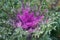 Beautiful magenta ornamental cabbage grows in the garden in late autumn. Hybrid variety `Peacock Red F1