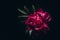 Beautiful magenta peony on black. Minimal moody Floral background, copy space