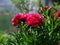 Beautiful magenta peony bush flowering in the garden