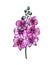 Beautiful magenta phalaenopsis orchid flowers. Hand-drawn purple flowers. Digital illustration