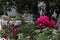 Beautiful Magenta Roses in a Home Garden in Astoria Queens New York during Summer