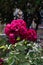 Beautiful Magenta Roses in a Home Garden in Astoria Queens New York during Summer