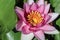 Beautiful magenta water lily