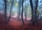 Beautiful magic forest in fog in autumn. Mysterious wood. Fairytale