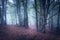 Beautiful magic forest in fog in autumn. Mysterious wood. Fairytale