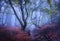 Beautiful magic forest in fog in autumn. Mysterious wood. Landscape