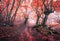 Beautiful magic red forest in fog in autumn. Fairytale landscape