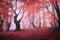 Beautiful magic red forest in fog in autumn. Fairytale landscape