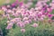 Beautiful magical nature background with blooming pink flowers and sunbeam on nature macro on green background with copy space,