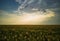 Beautiful magical sunflowers field landscape