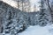 Beautiful magical winter forest on Christmas Eve, Altai, Russia