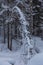 Beautiful magical winter forest on Christmas Eve, Altai, Russia