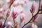Beautiful magnolia blooms in spring, Salzburg, beauty
