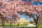 Beautiful magnolia blossom and art pavilion in spring in Zagreb, Croatia