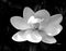 Beautiful Magnolia flower background black and white image