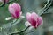 Beautiful Magnolia flower, Lily Magnolia , Violet Magnolia, Yulan Magnolia