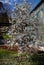 A beautiful Magnolia tree, Magnolia campbellii, with pink flowers in spring