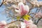 Beautiful magnolia trees in full blossom with pink and white flowers, springtime park background